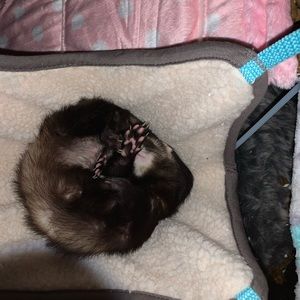 Meet your Posher, Ryan